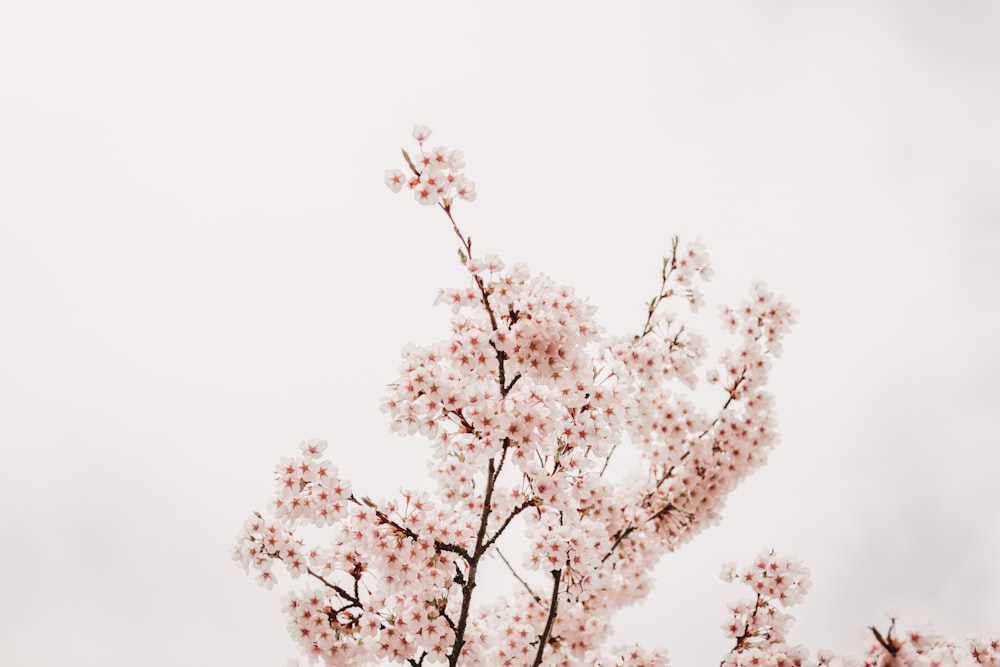 a tree with lots of pink flowers on it