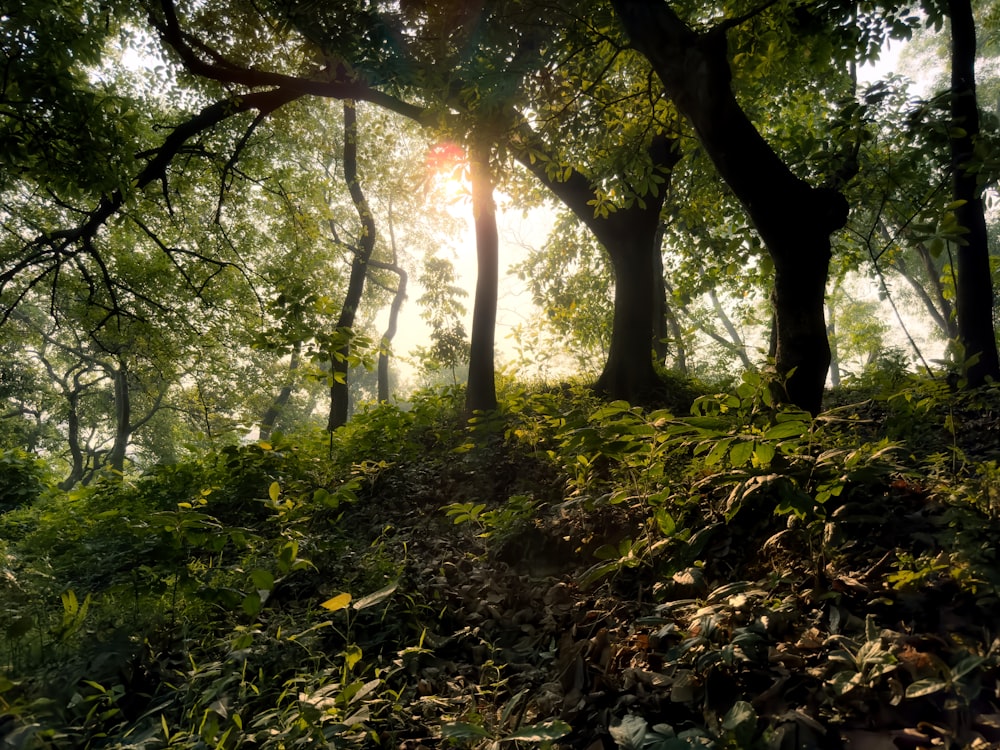 the sun is shining through the trees in the forest