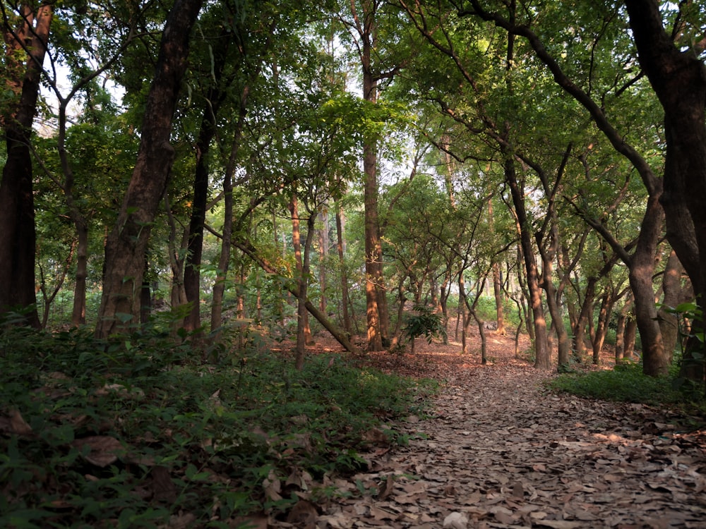 a dirt path in the middle of a forest