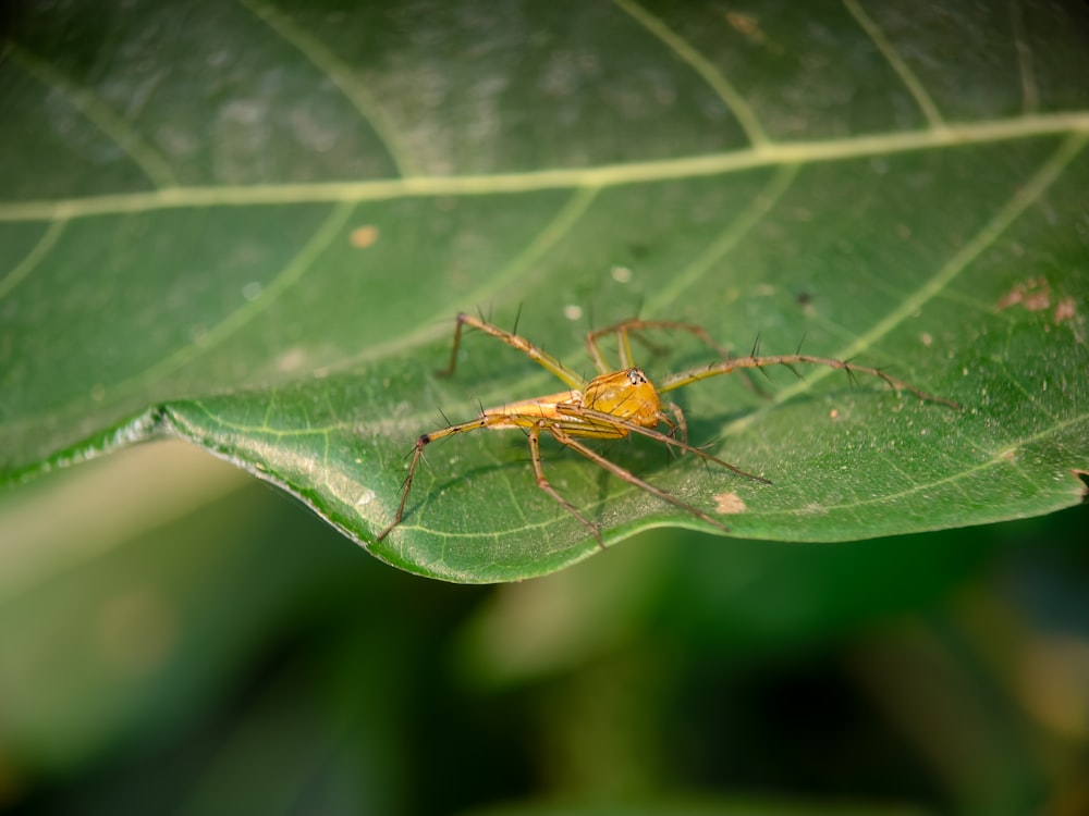 a yellow bug sitting on top of a green leaf
