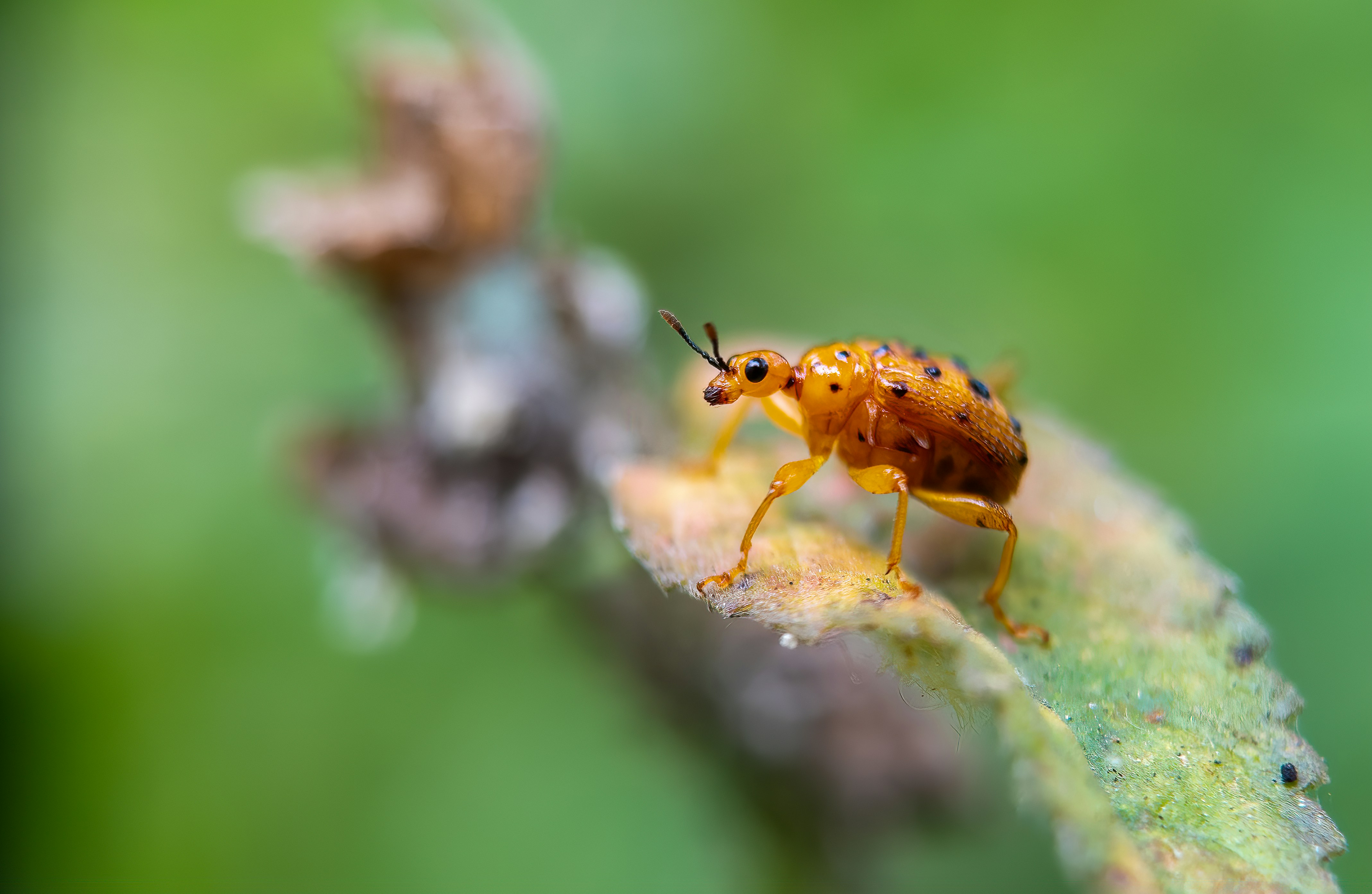 Photo by shakib2777