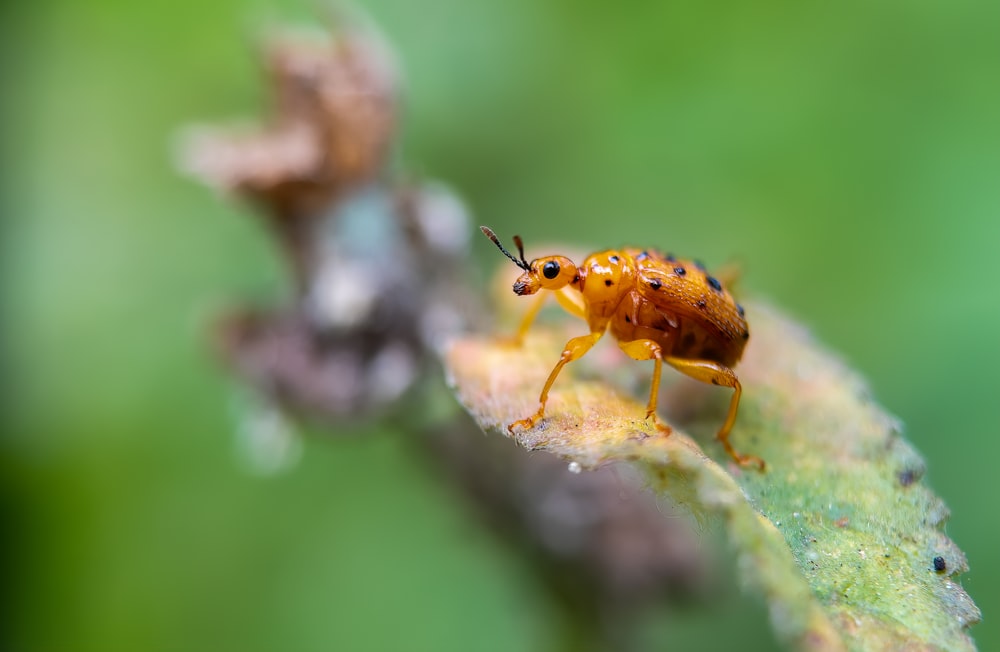 a close up of a bug on a leaf