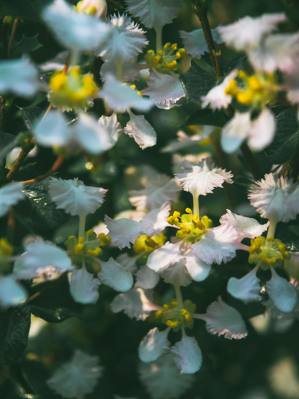 um ramo de flores brancas com folhas verdes