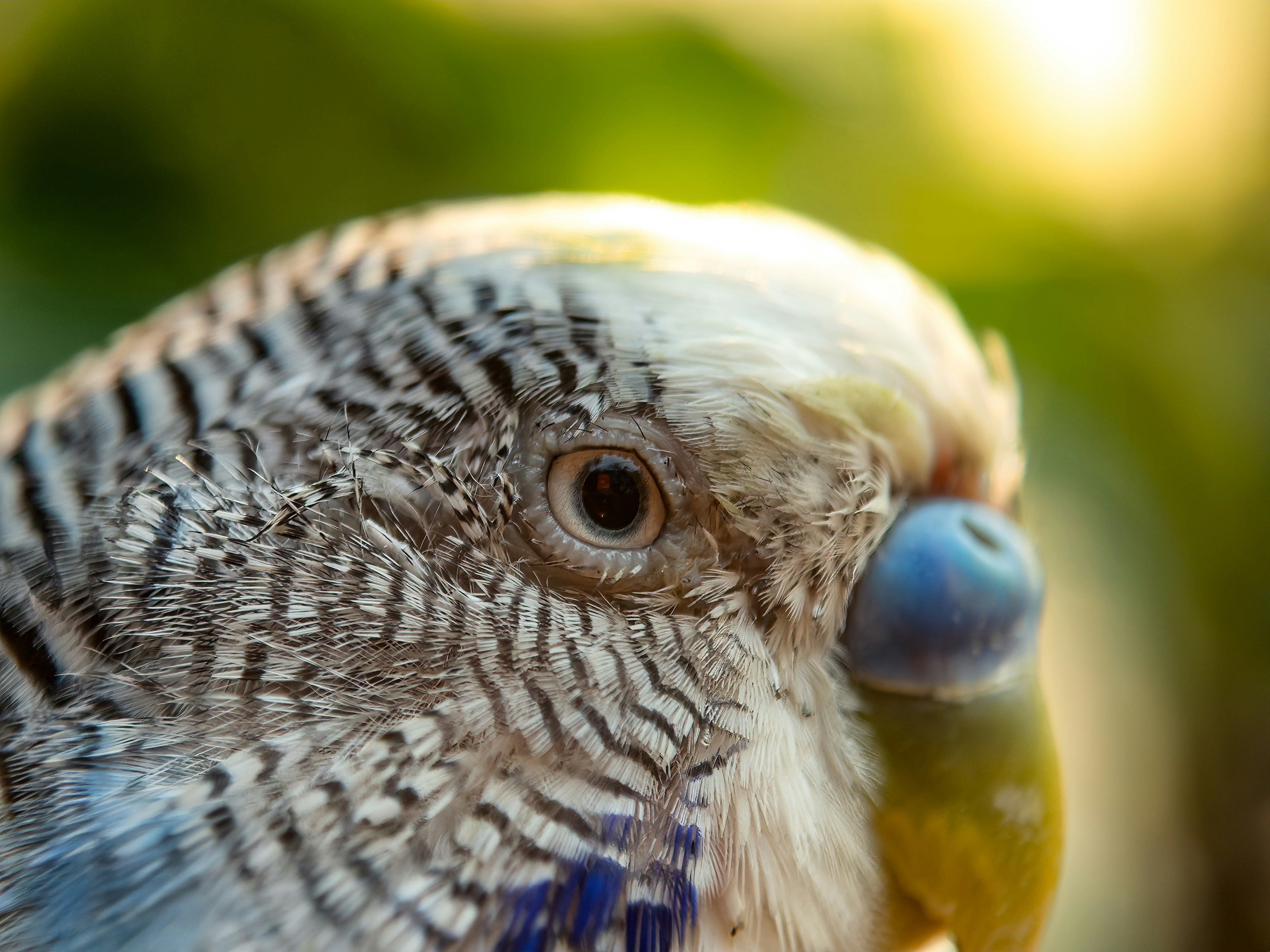 Bird Eye Care Tips for Healthy Vision Guide