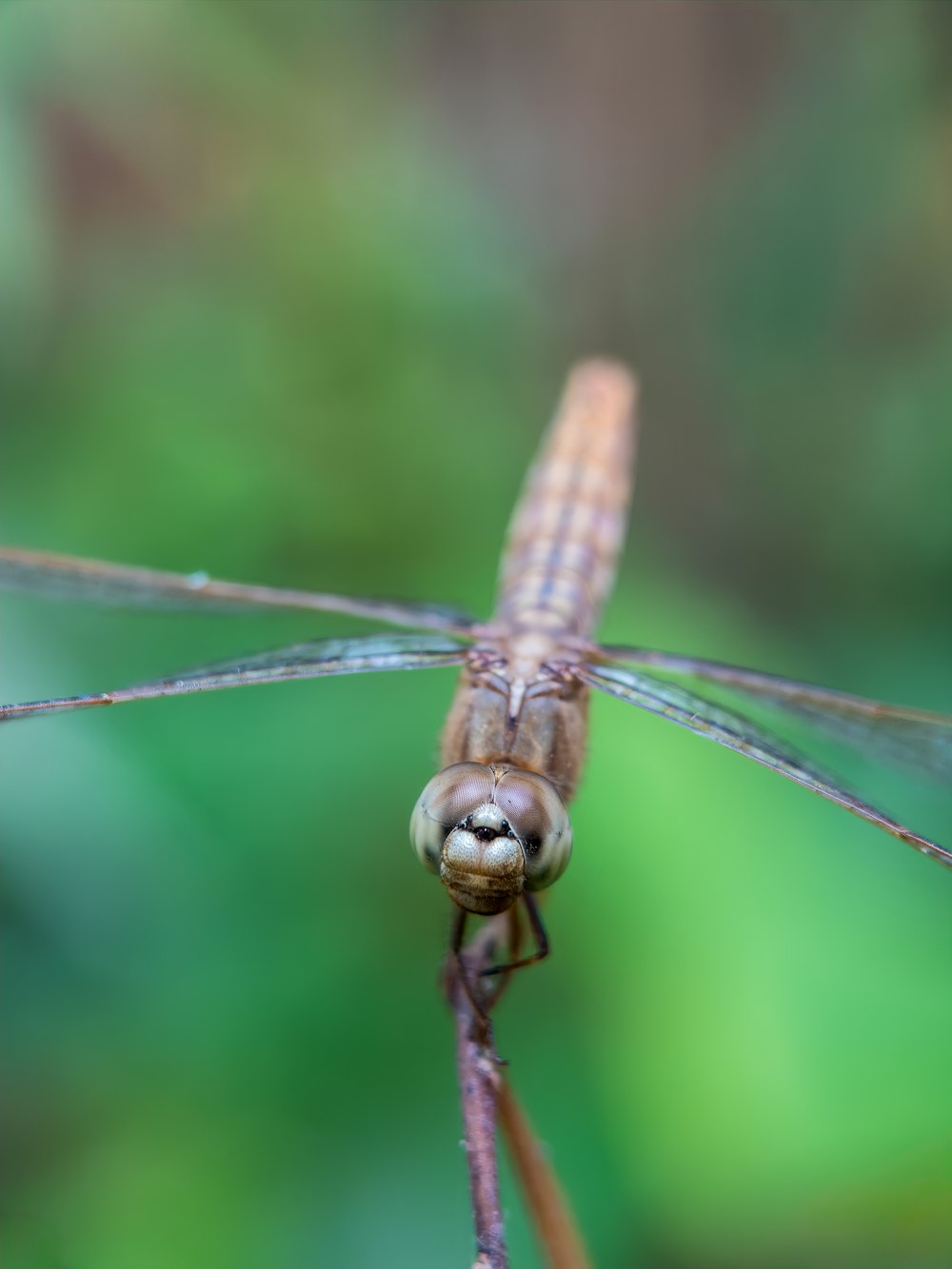 a close up of a small insect on a twig