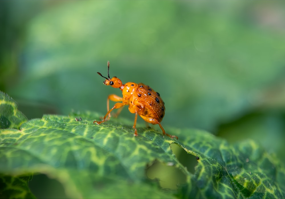 a close up of a bug on a leaf