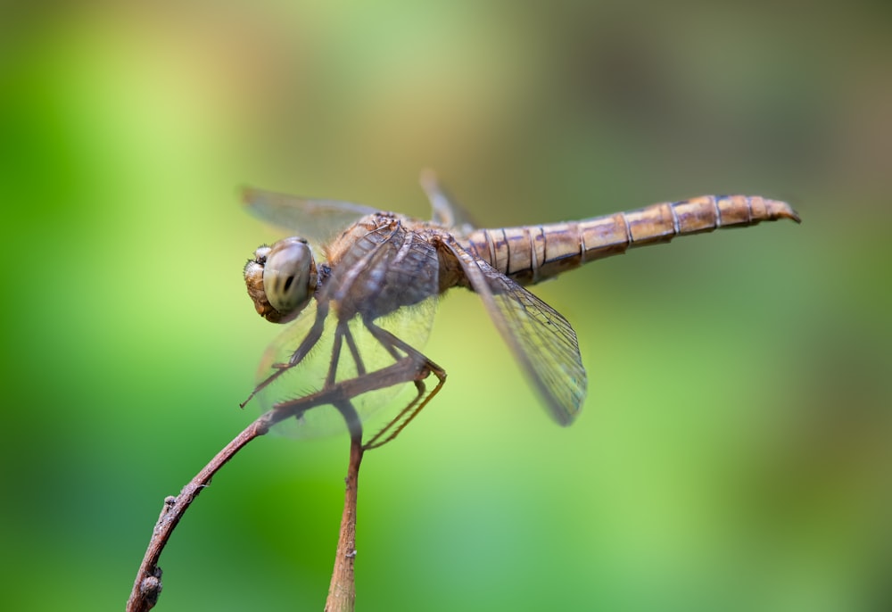 a close up of a dragonfly on a twig