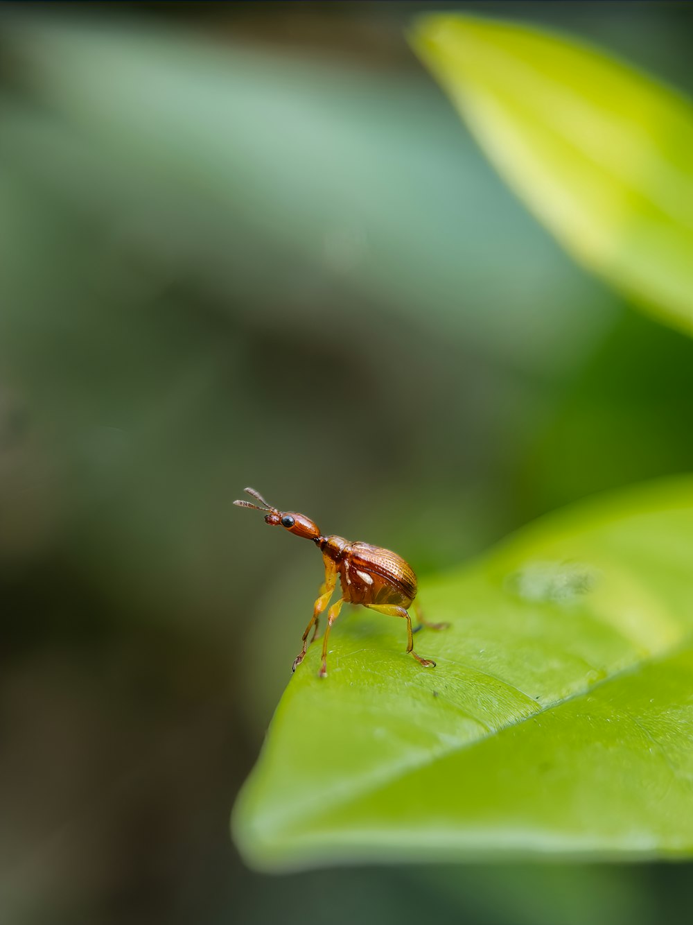 a bug is sitting on a green leaf