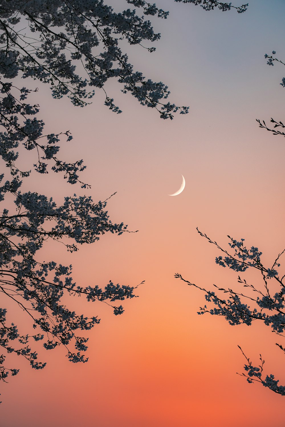 a half moon is seen through the branches of a tree