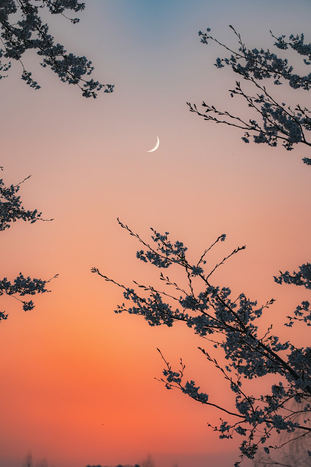 a tree with a half moon in the sky
