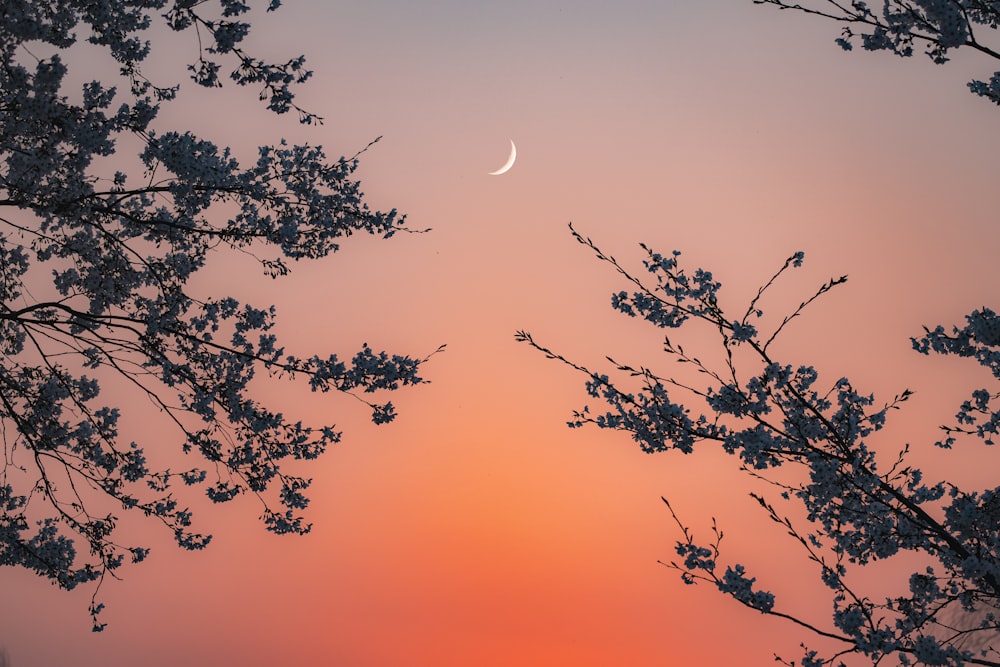 the sun is setting behind a tree with a half moon in the sky