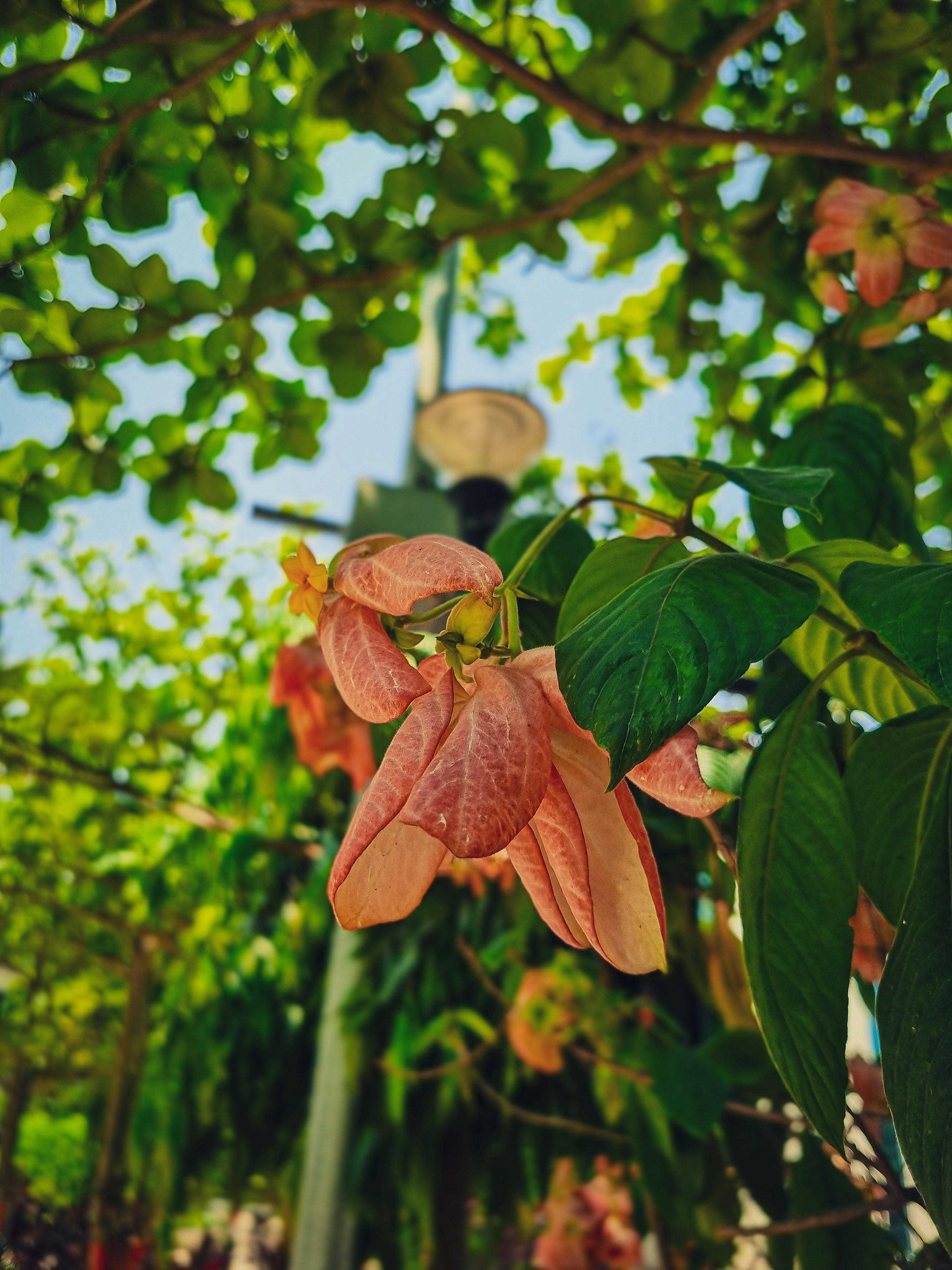 un fiore che cresce su un albero