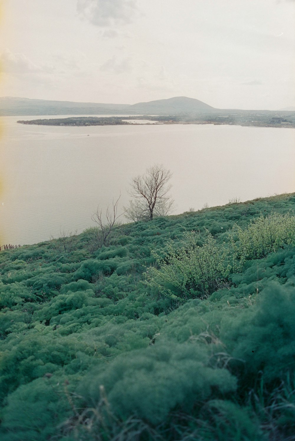 a lone tree on a grassy hill overlooking a body of water