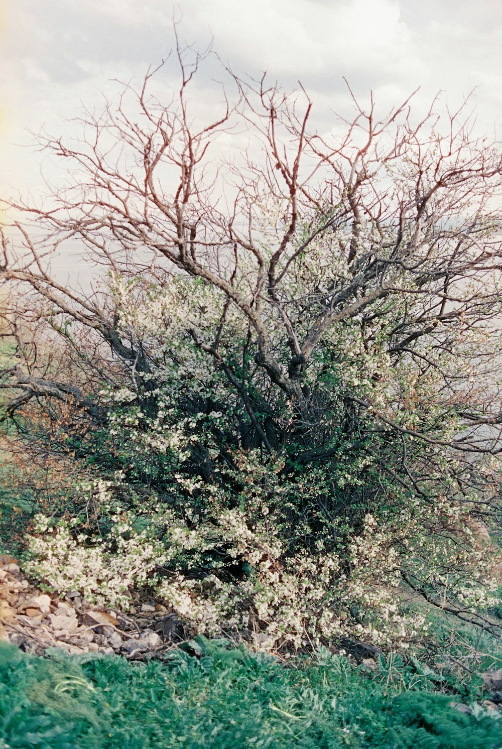 a tree with no leaves in a field