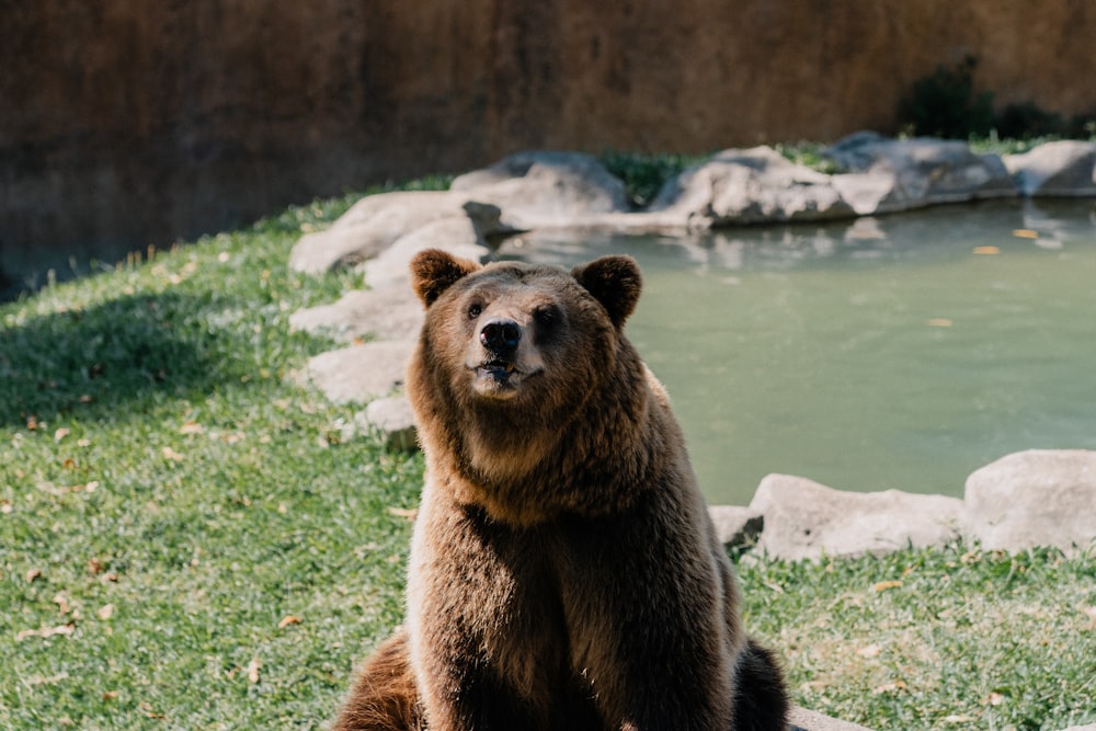 a brown bear sitting on top of a lush green field