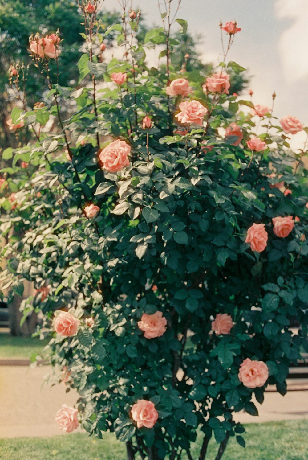 un arbusto de rosas rosadas creciendo en una maceta