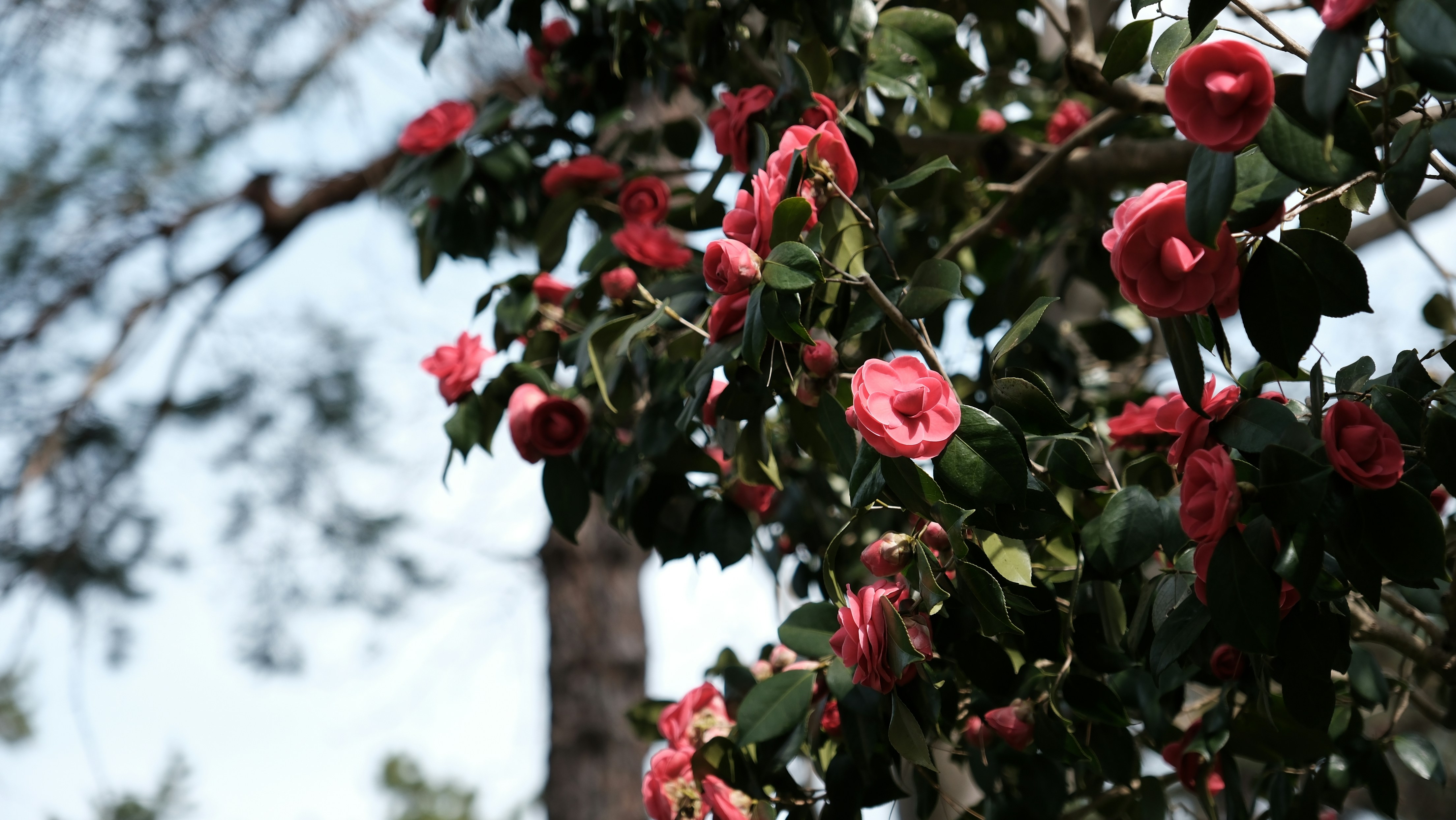 Photo by seiya_maeda