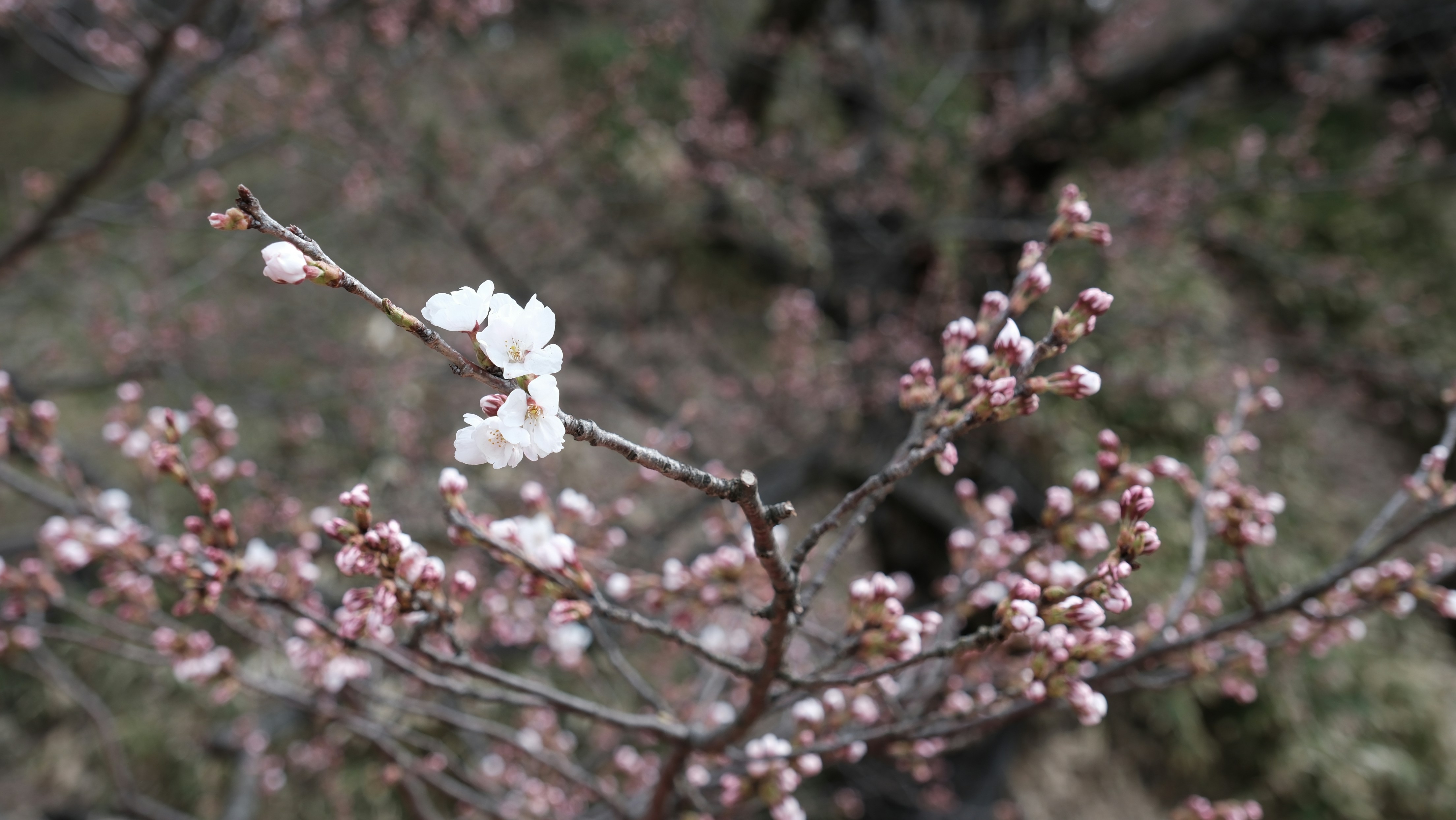 Photo by seiya_maeda