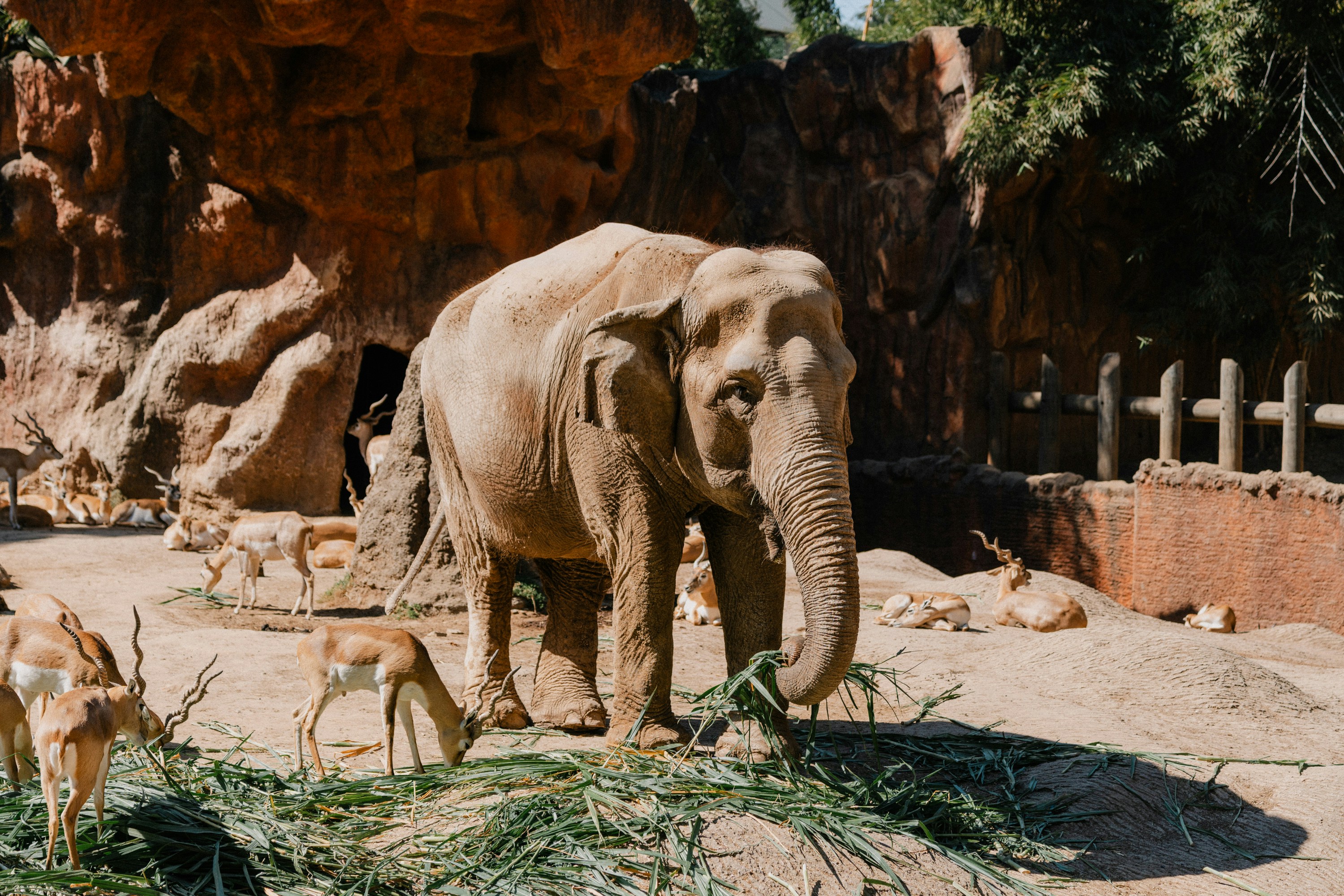 a baby elephant standing next to an adult elephant