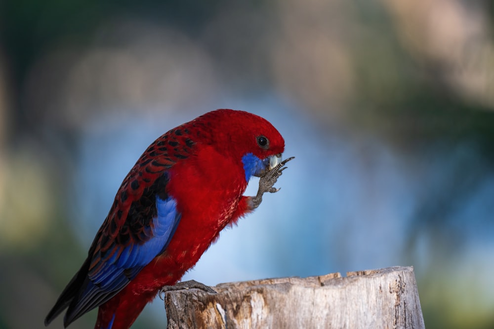 a red and blue bird sitting on top of a wooden post