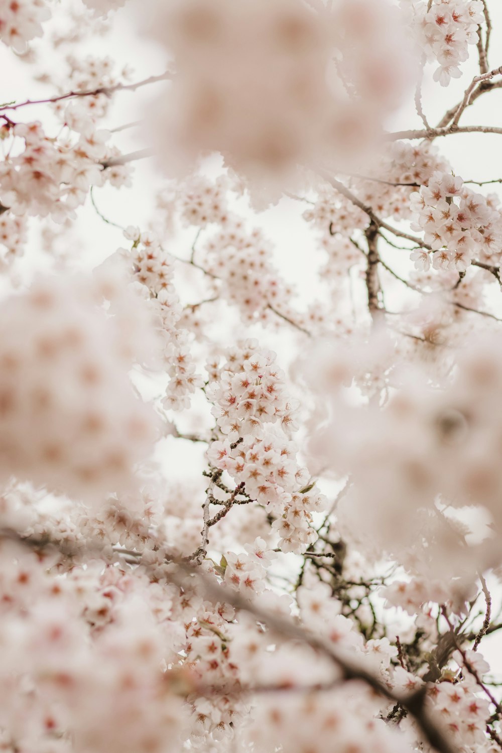 a close up of a tree with white flowers