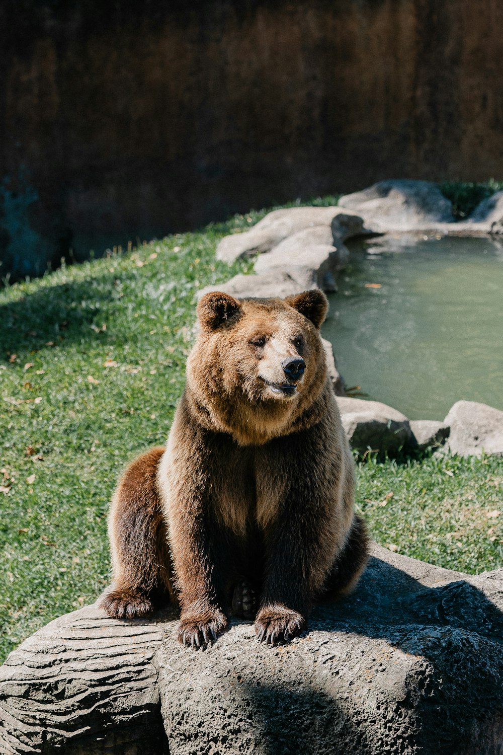 a large brown bear sitting on top of a rock