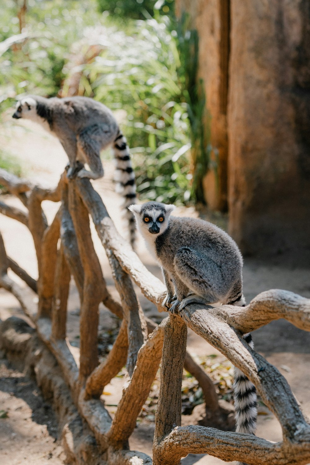 a couple of small animals sitting on top of a wooden fence