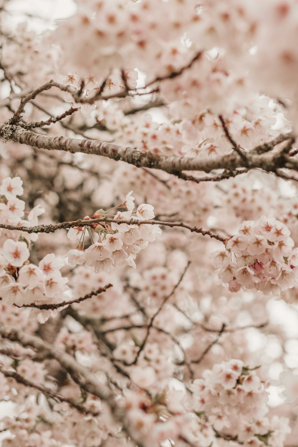 a tree filled with lots of pink flowers