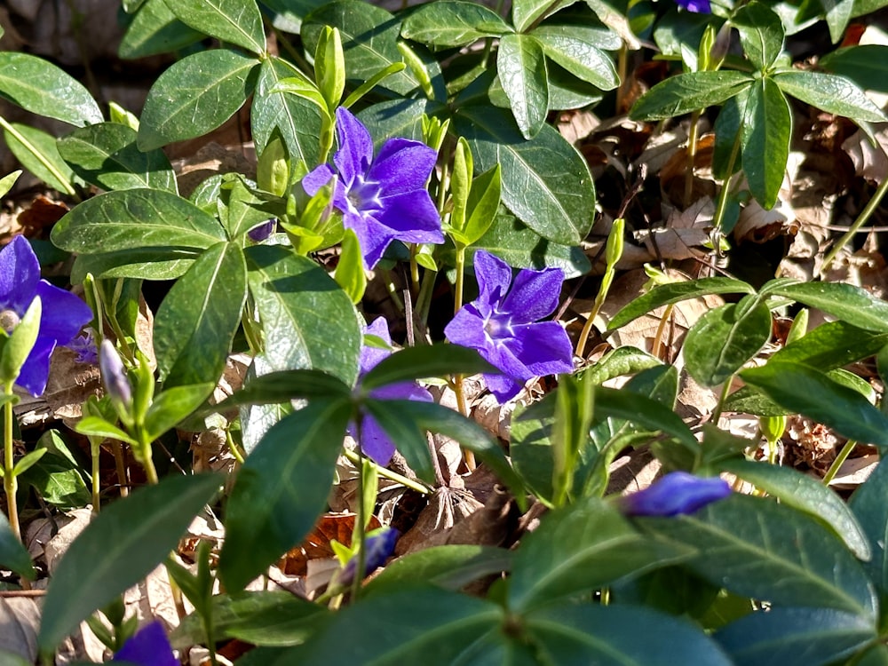 a group of purple flowers sitting on top of a lush green field