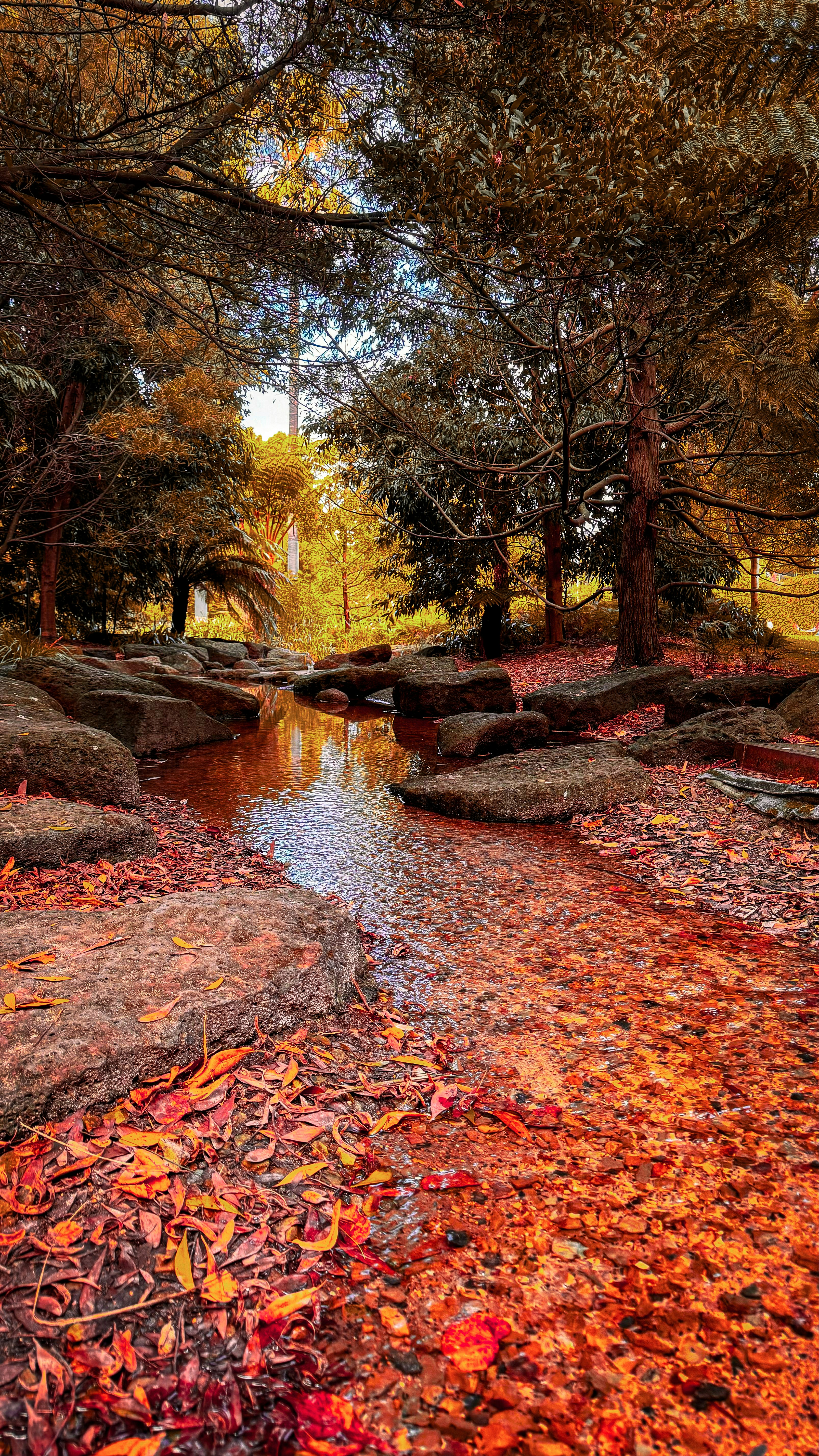 a stream running through a forest filled with lots of leaves