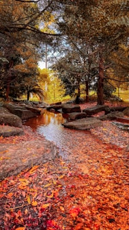 a stream running through a forest filled with lots of leaves