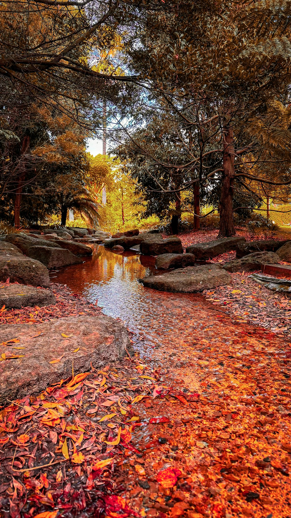 a stream running through a forest filled with lots of leaves