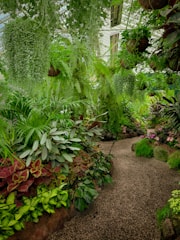 a garden filled with lots of green plants