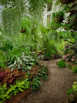 a garden filled with lots of green plants