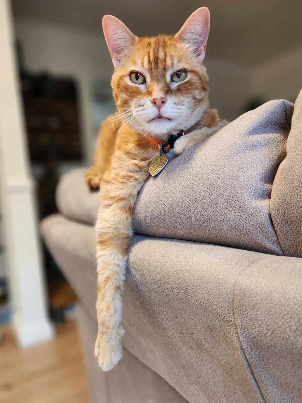 a cat is sitting on a couch and looking at the camera