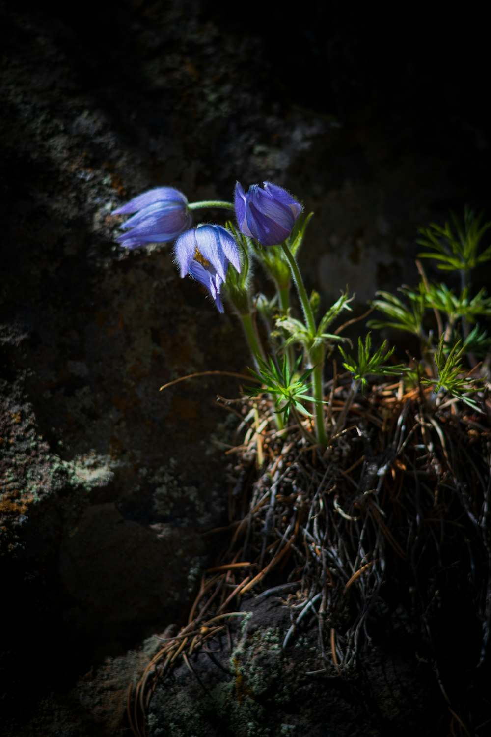 a blue flower is growing out of the ground