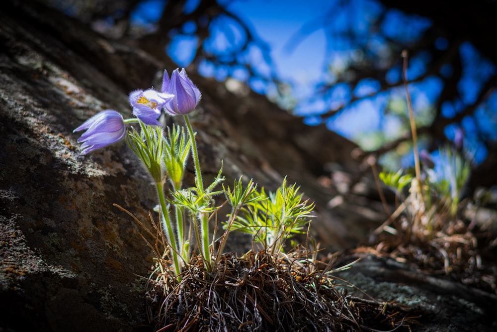 a couple of purple flowers sitting on top of a rock