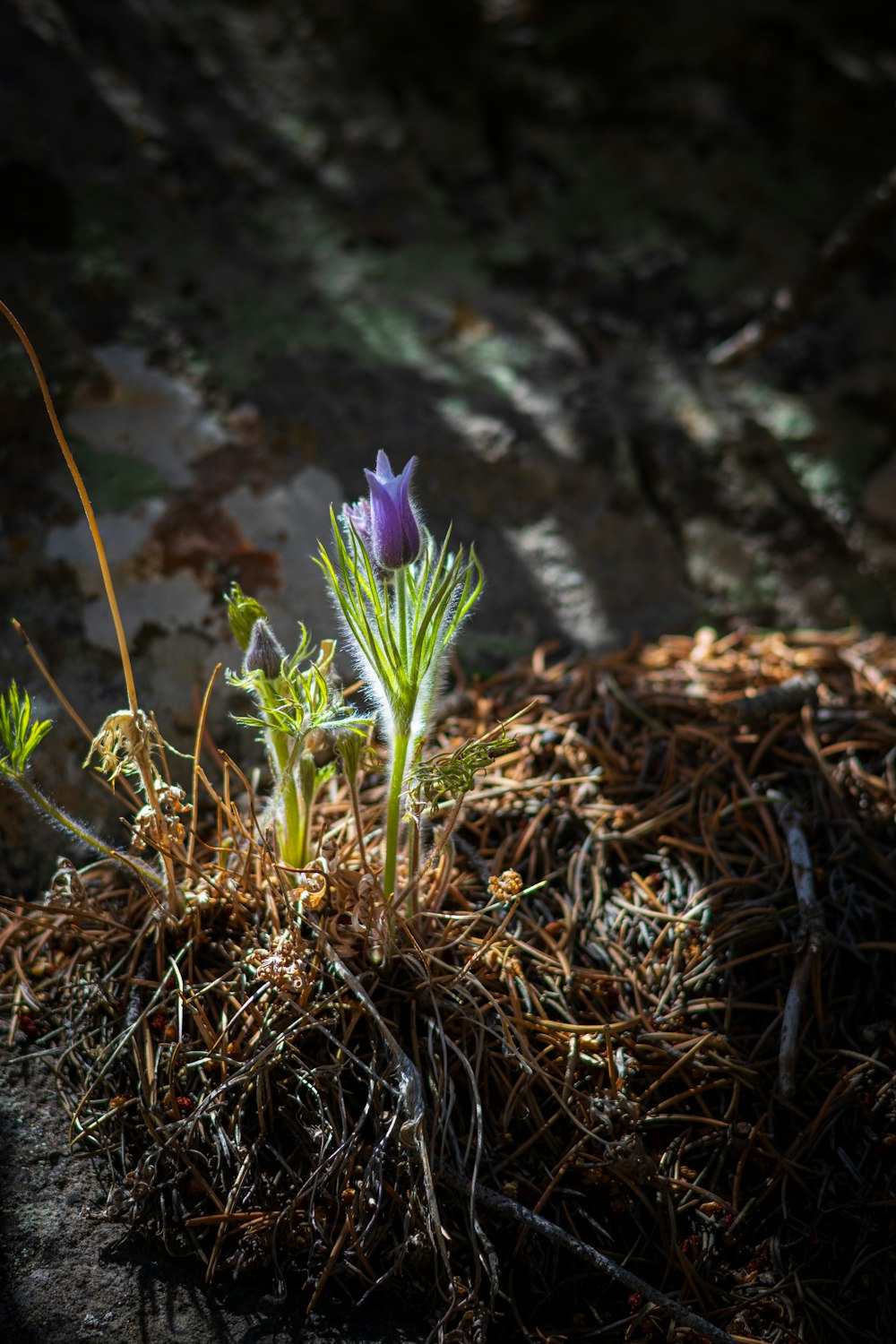 a small purple flower growing out of the ground