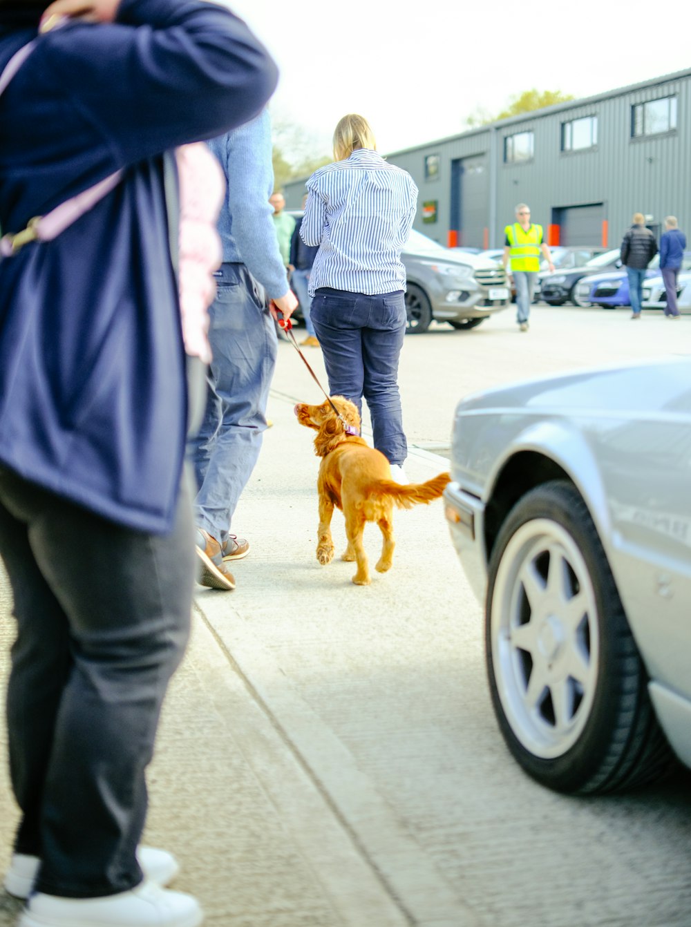 a woman walking a brown dog down a sidewalk