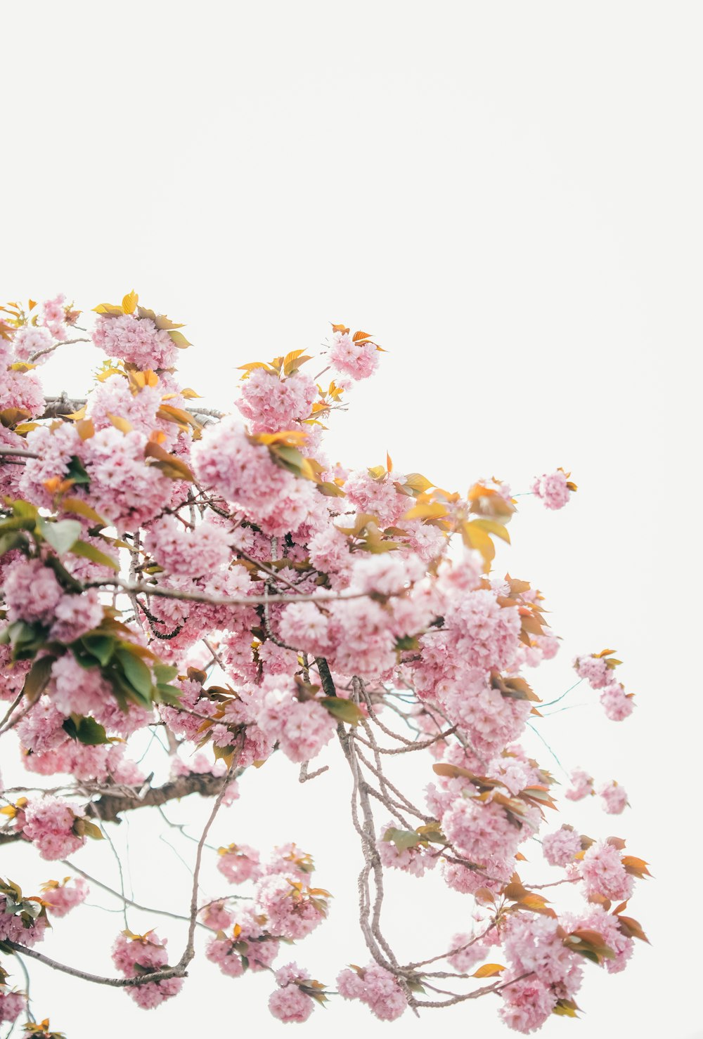 a tree filled with lots of pink flowers