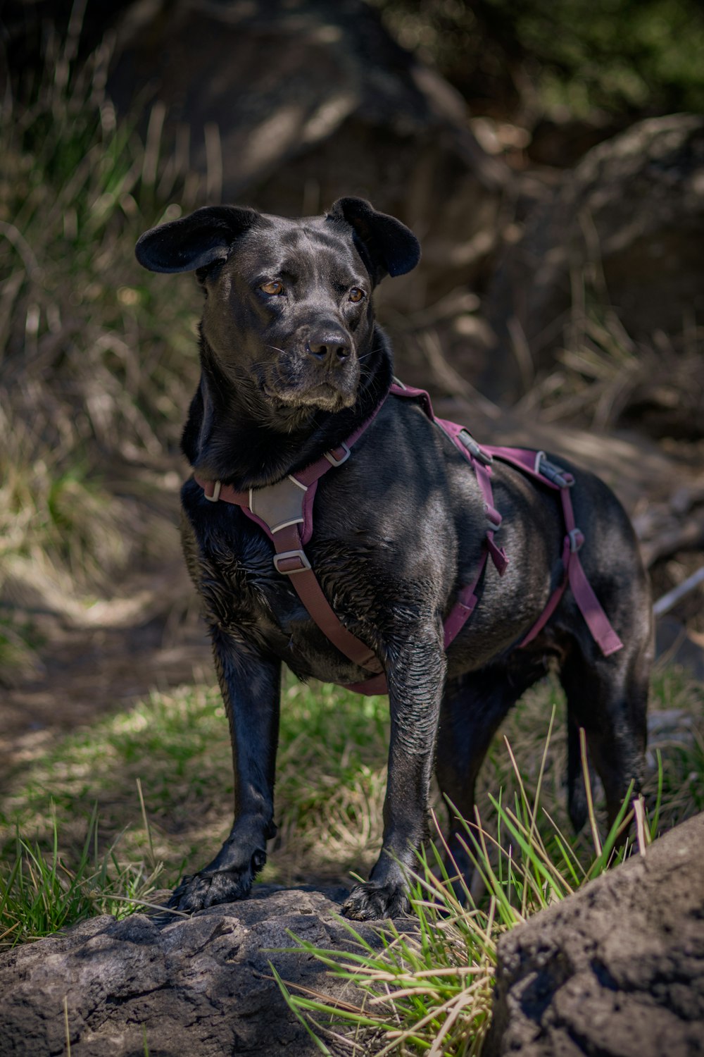 a black dog standing on top of a lush green field