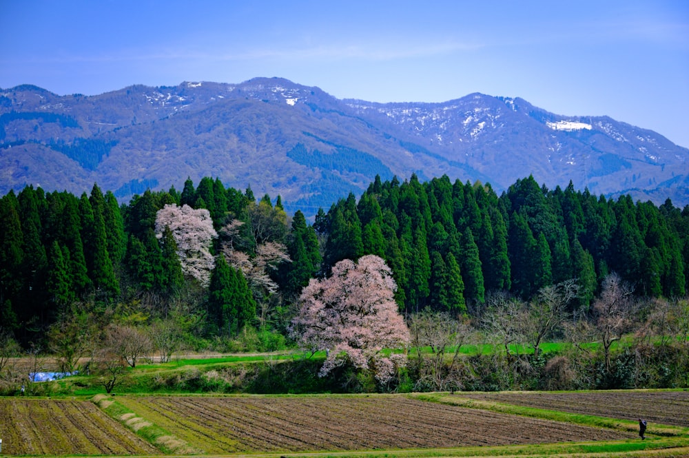 Un campo con árboles y montañas al fondo