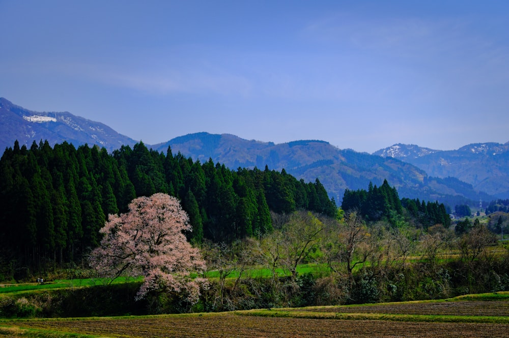 a tree in a field with mountains in the background
