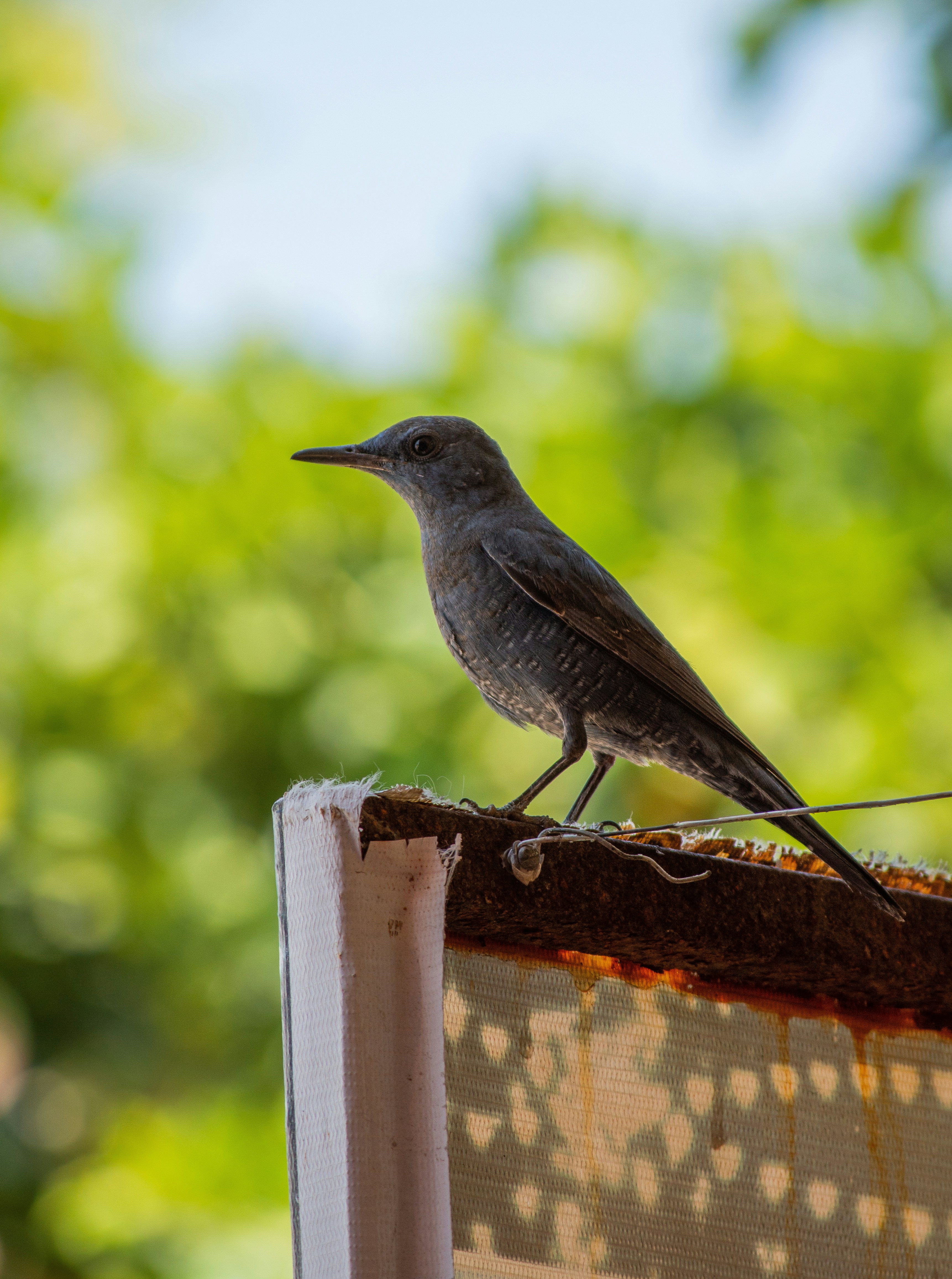 6 Questions Every Beginner Should Ask Before Backyard Bird Watching