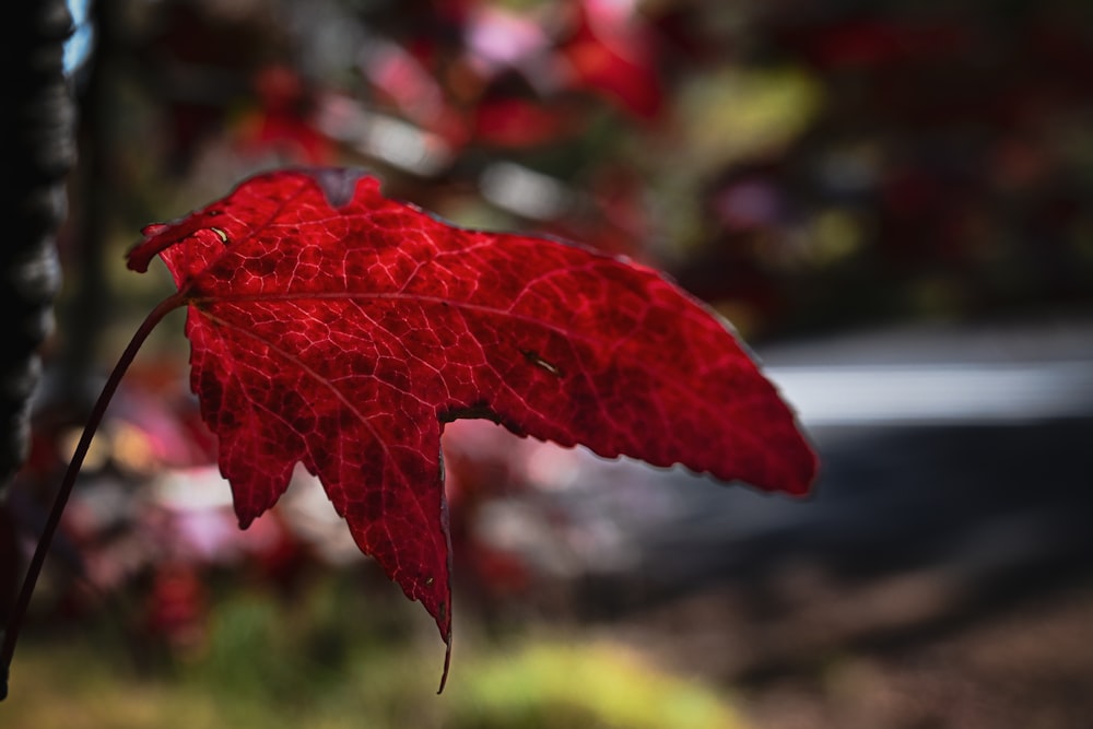 a close up of a red leaf on a tree