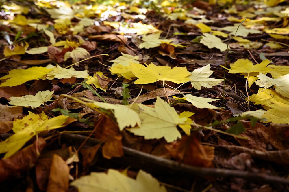 a bunch of leaves that are laying on the ground