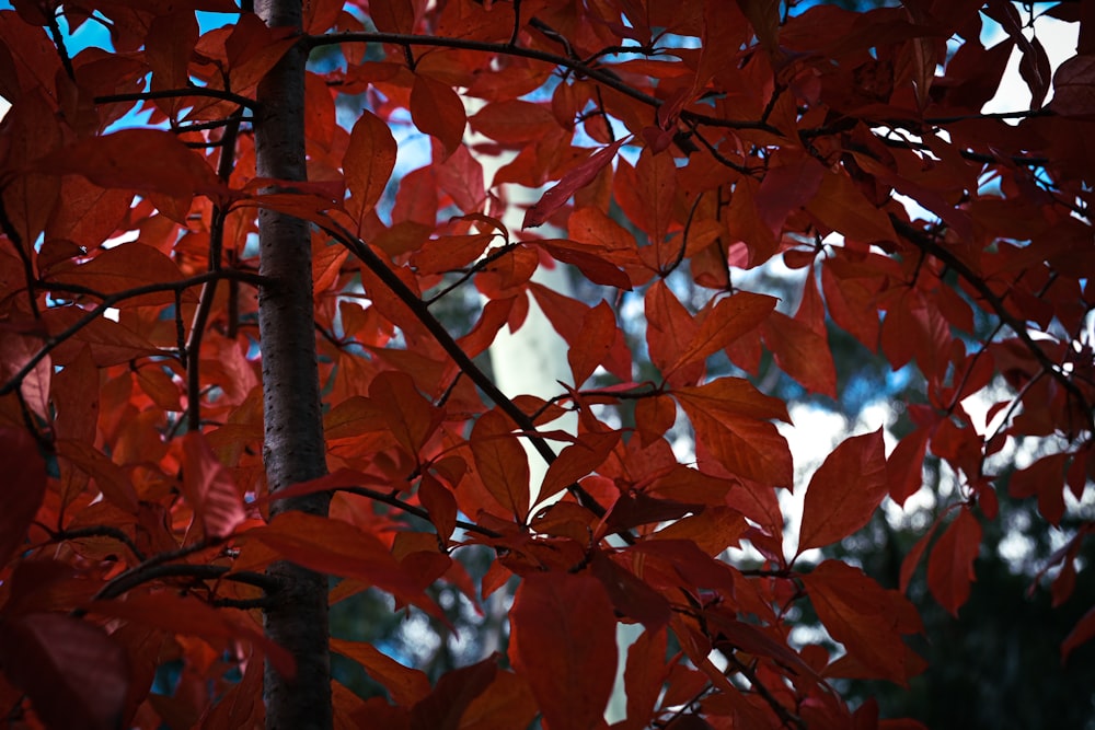 a tree with red leaves in the sunlight