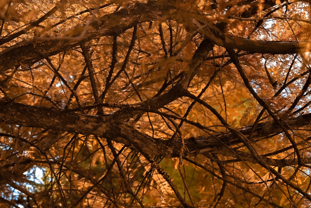 a bird perched on a branch of a tree