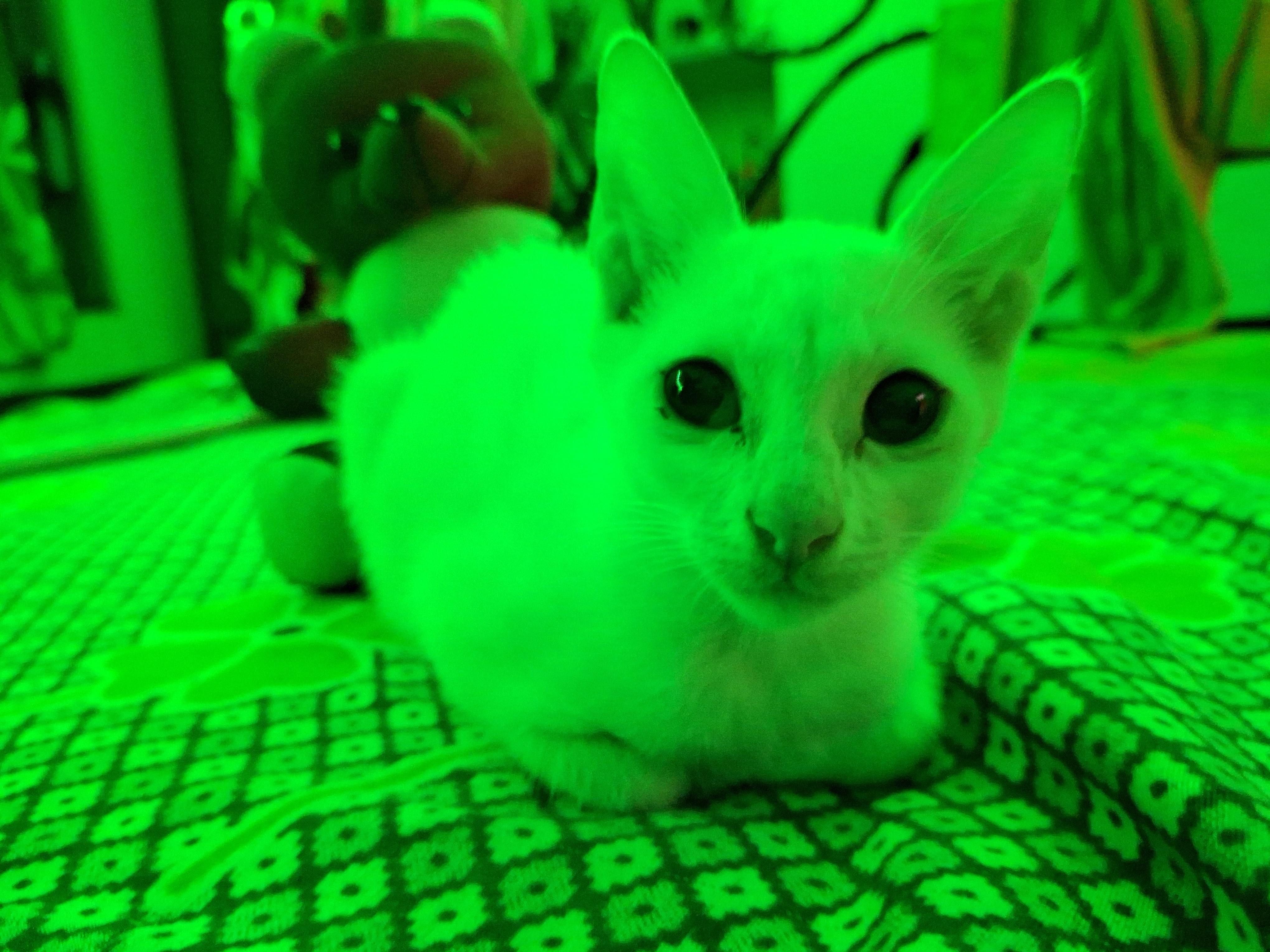 A white cat sitting on top of a bed photo – Free Cat Image on Unsplash