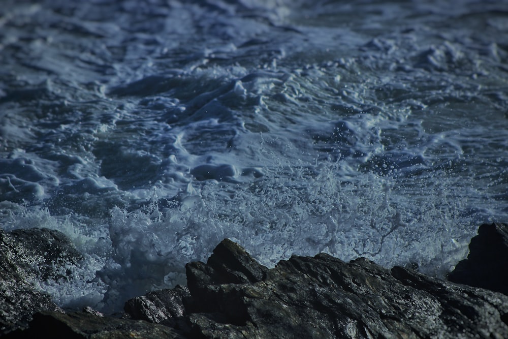 a bird sitting on a rock in the water